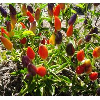 Sandveld Seeds Bird's Eye Chilli